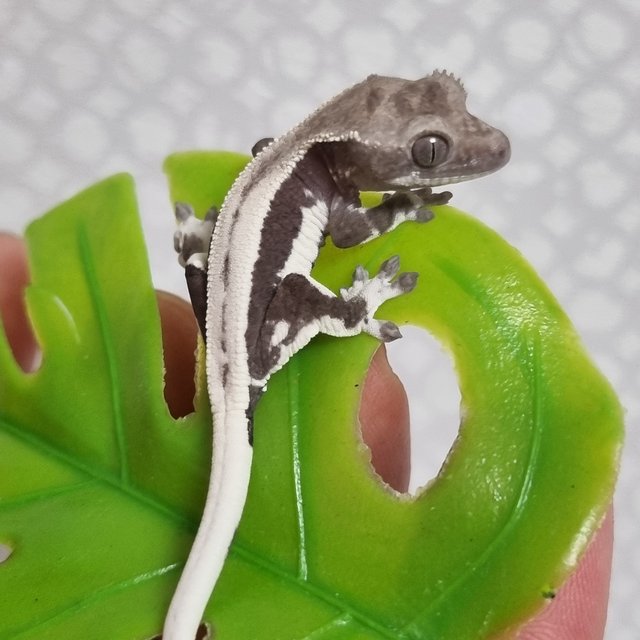 릴잔틱 풀핀 쿼드