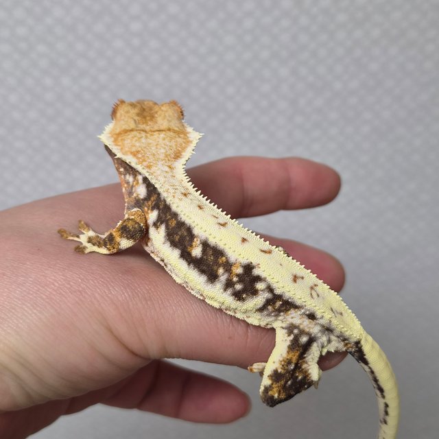 릴리화이트 트라이