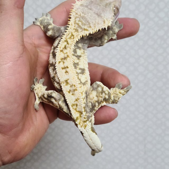 노멀 드리피 화이트스팟