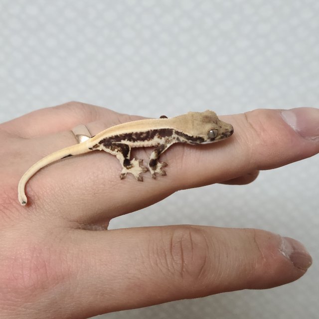 릴리화이트 드리피 솔리드백 쿼드