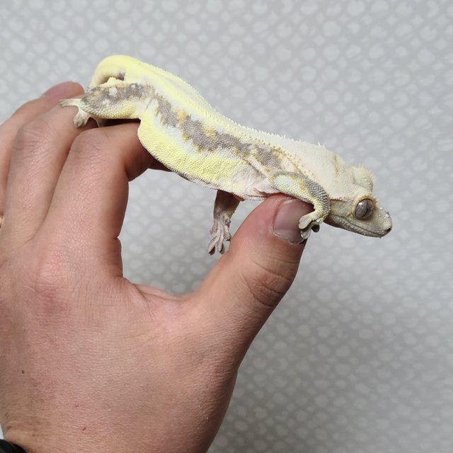 릴리화이트 솔리드백 쿼드