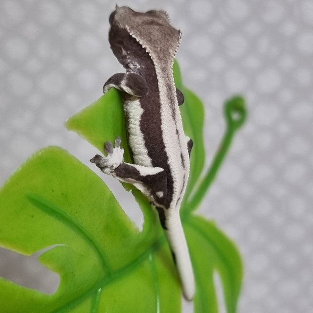 릴잔틱 풀핀 쿼드