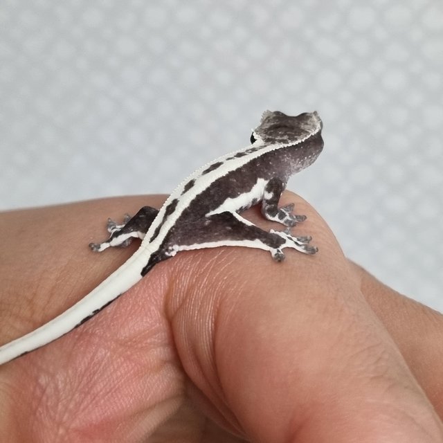 릴잔틱 풀핀 쿼드