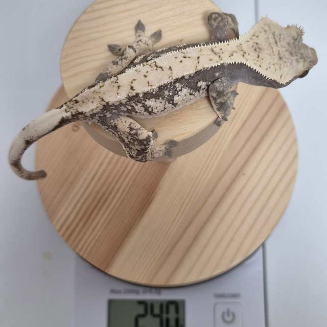 노멀 드리피 화이트스팟