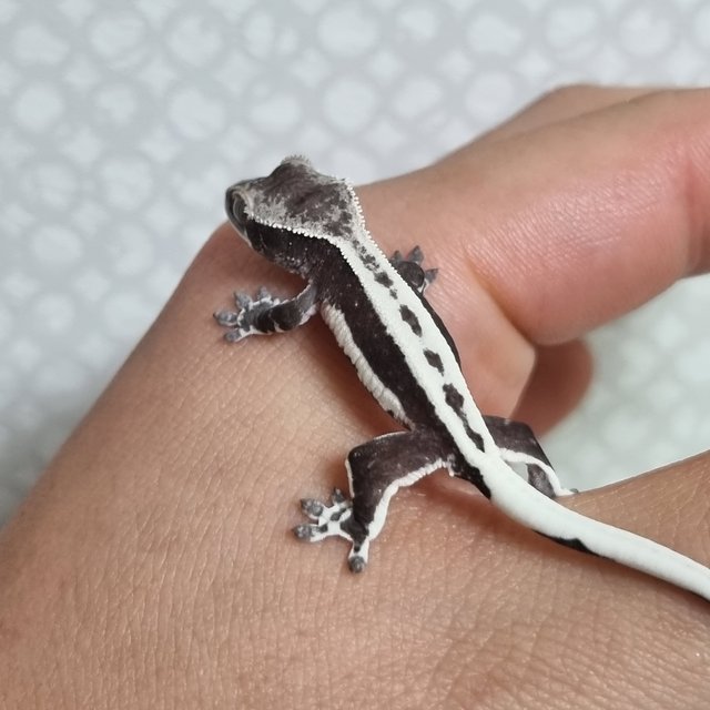 릴잔틱 풀핀 쿼드