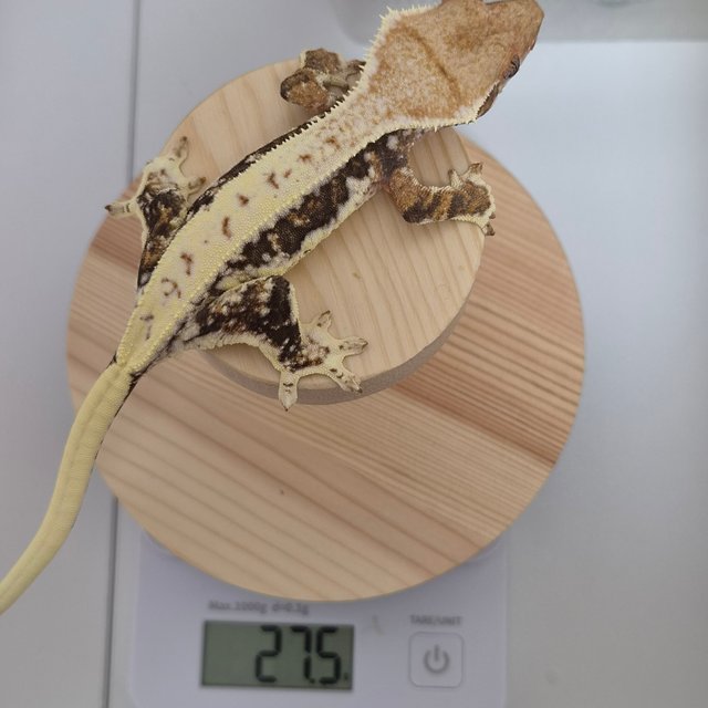 릴리화이트 트라이