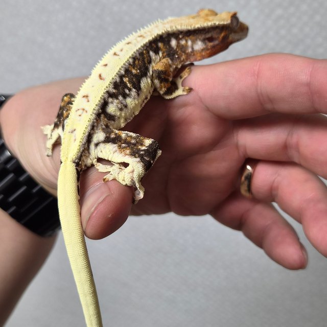 릴리화이트 트라이