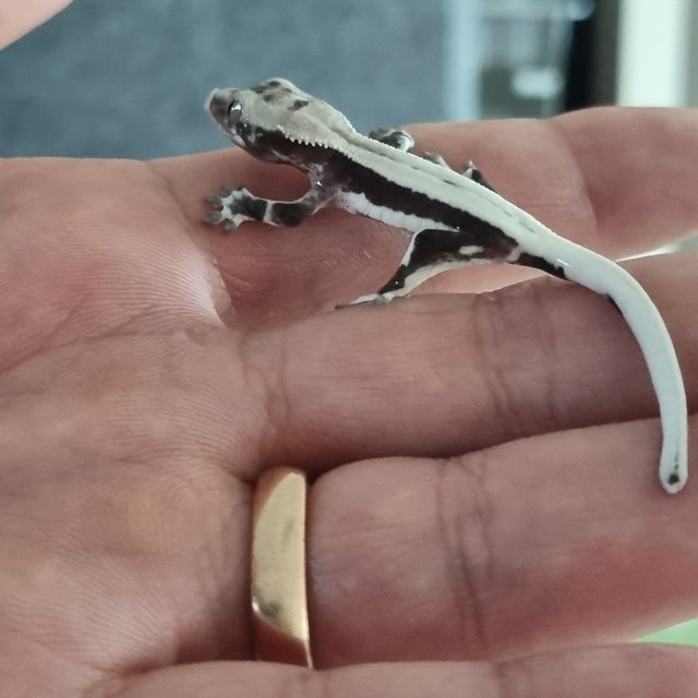 릴잔틱 풀핀 쿼드