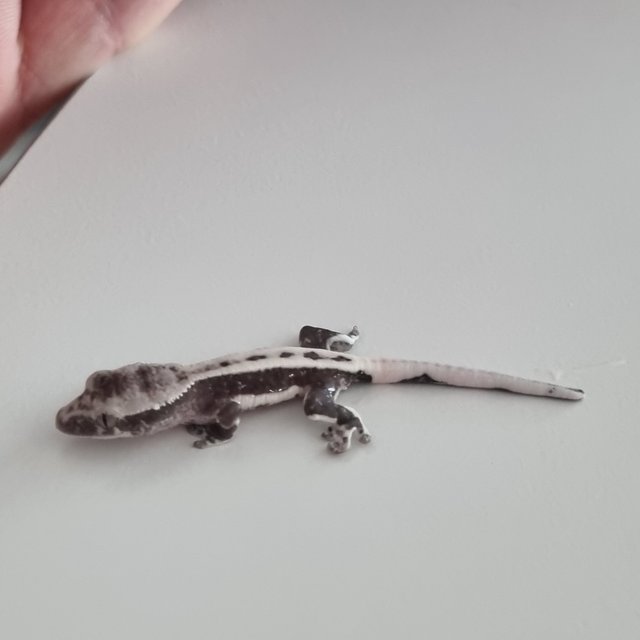 릴잔틱 풀핀 쿼드