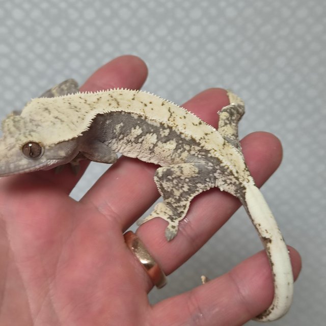 노멀 드리피 화이트스팟