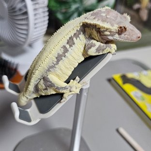 논슈