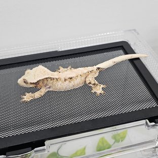 노택