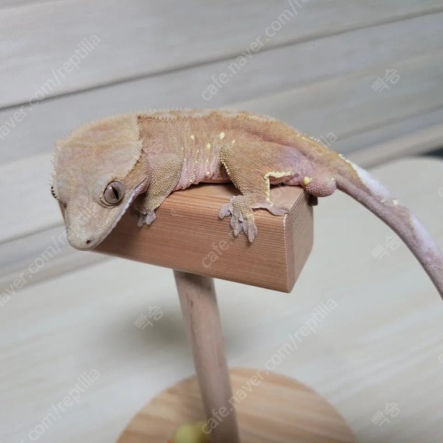 바이 레드 노멀