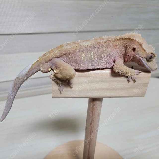 바이 레드 노멀