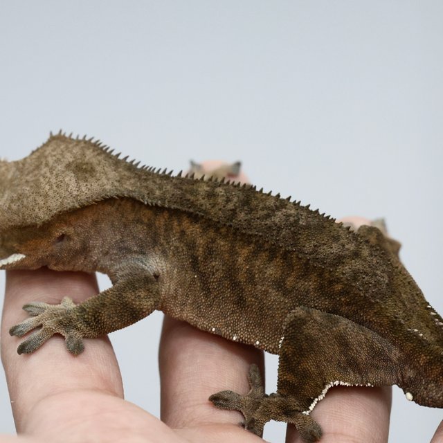 카푸치노 100%헷아잔틱