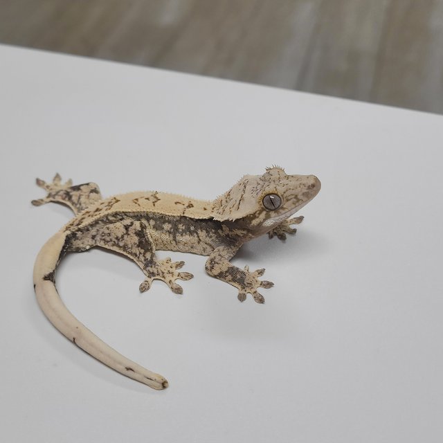 노멀 화이트 드리피