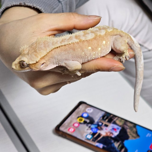 바이 레드 노멀