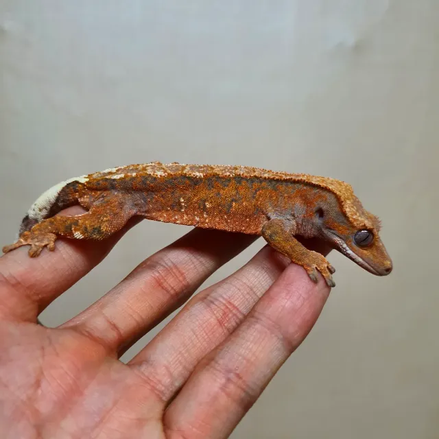 노멀 트라이 텐저린