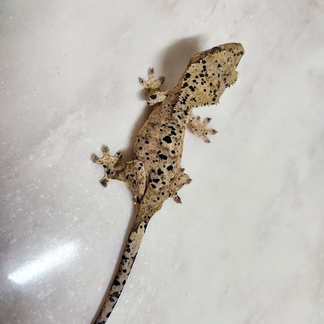 달마시안 슈퍼달마시안