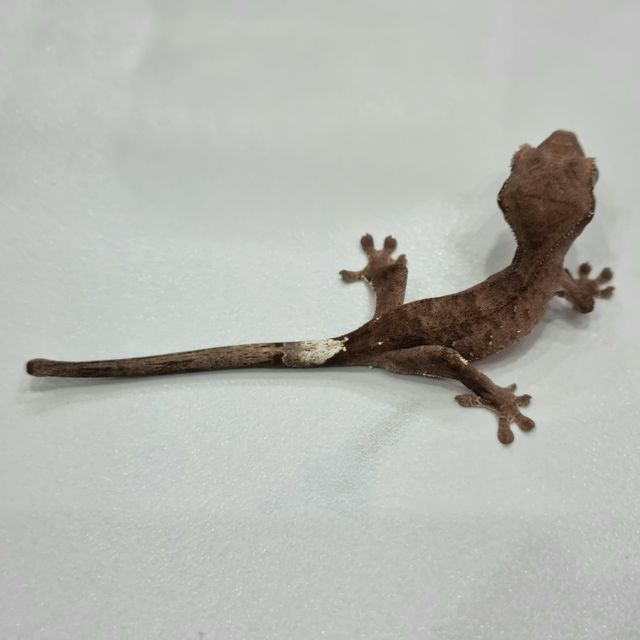 챠콜 카푸치노