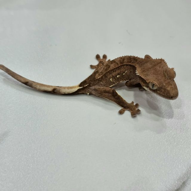 다크 벅스킨