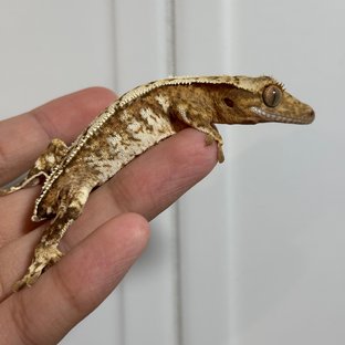 크림시클 드리피 화이트스팟 풀핀 화이트크라운