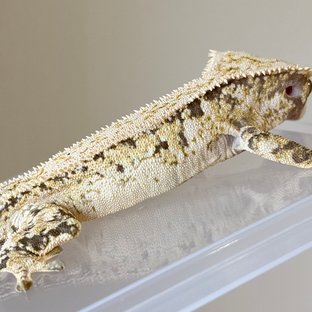선주님 점보 2세