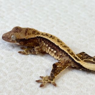 곤 x 요트