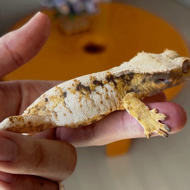 노멀 트라이 익스트림할리퀸 드리피 화이트스팟