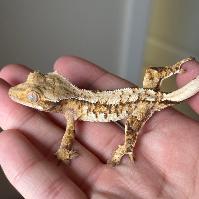 노멀 텐저린 트라이 익스트림할리퀸 화이트스팟 화이트크라운