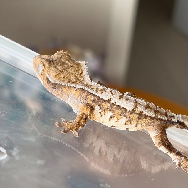 노멀 트라이 익스트림할리퀸 화이트스팟 화이트크라운