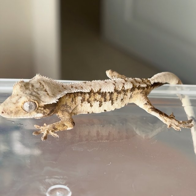 트라이 익스트림할리퀸 화이트스팟 화이트크라운