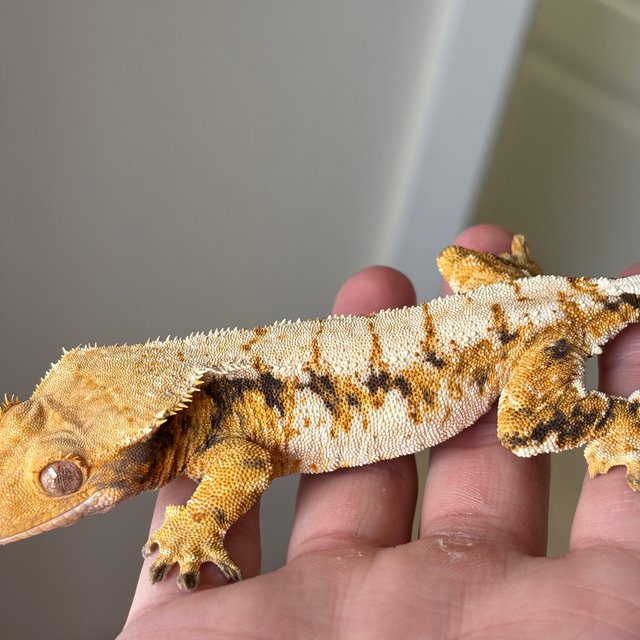 노멀 트라이 익스트림할리퀸 드리피 화이트스팟