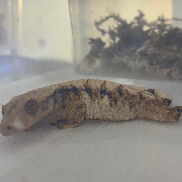 트라이 익스트림할리퀸 드리피 화이트스팟