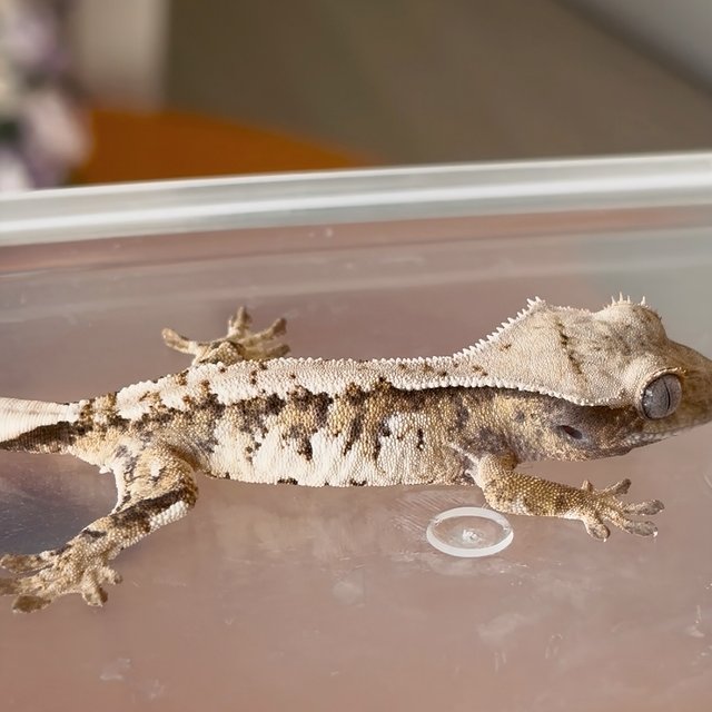 트라이 익스트림할리퀸 화이트스팟 화이트크라운