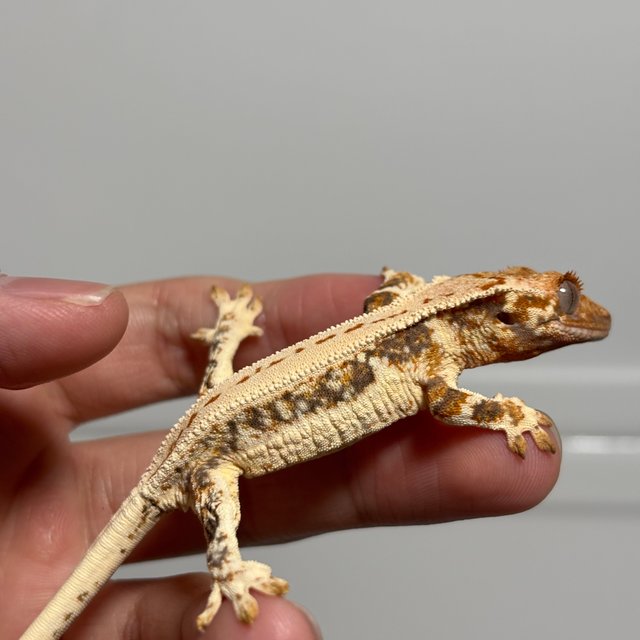 트라이 릴리화이트