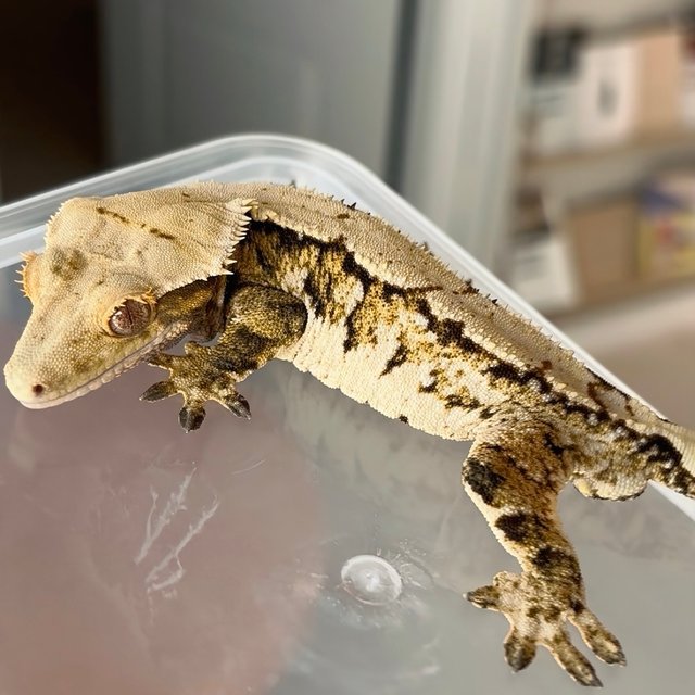 노멀 트라이 익스트림할리퀸