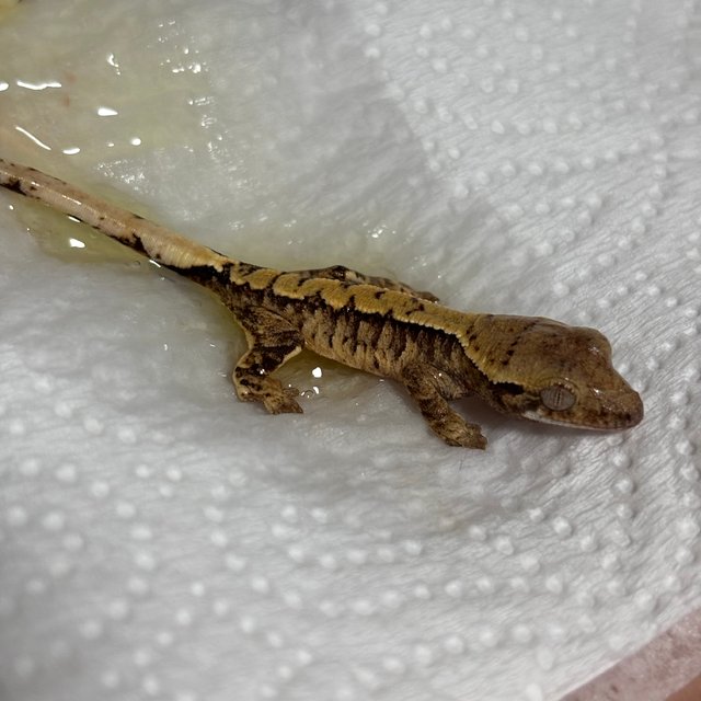 노멀 트라이 익스트림할리퀸