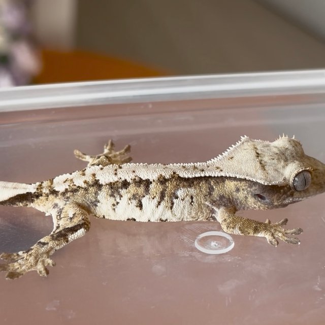 트라이 익스트림할리퀸 화이트스팟 화이트크라운