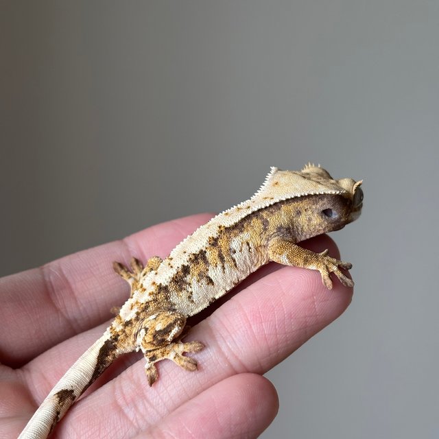 노멀 텐저린 트라이 익스트림할리퀸 화이트스팟 화이트크라운