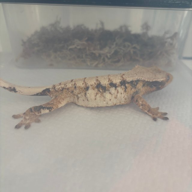 트라이 익스트림할리퀸 드리피 화이트스팟