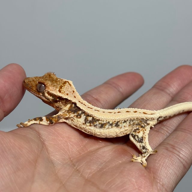 트라이 릴리화이트