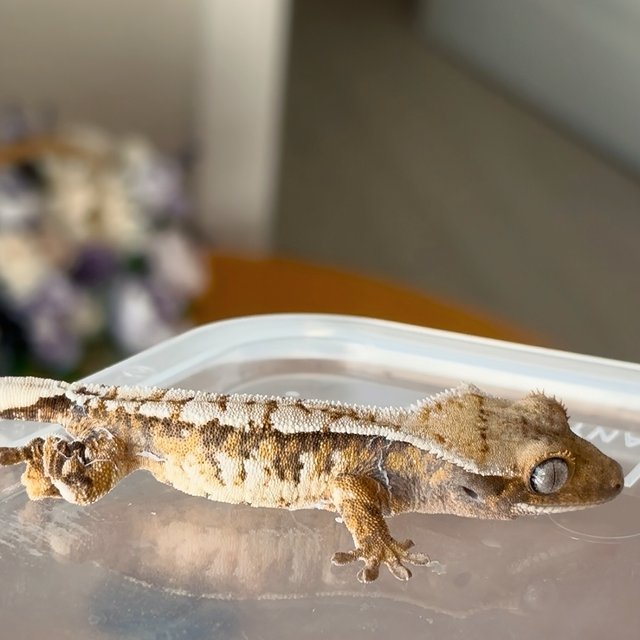 노멀 트라이 익스트림할리퀸 화이트스팟 화이트크라운