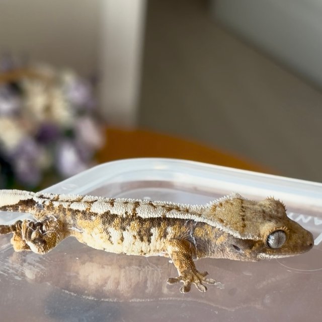 노멀 트라이 익스트림할리퀸 화이트스팟 화이트크라운