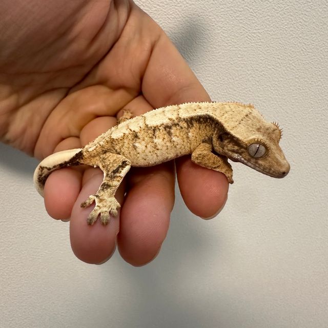 트라이
