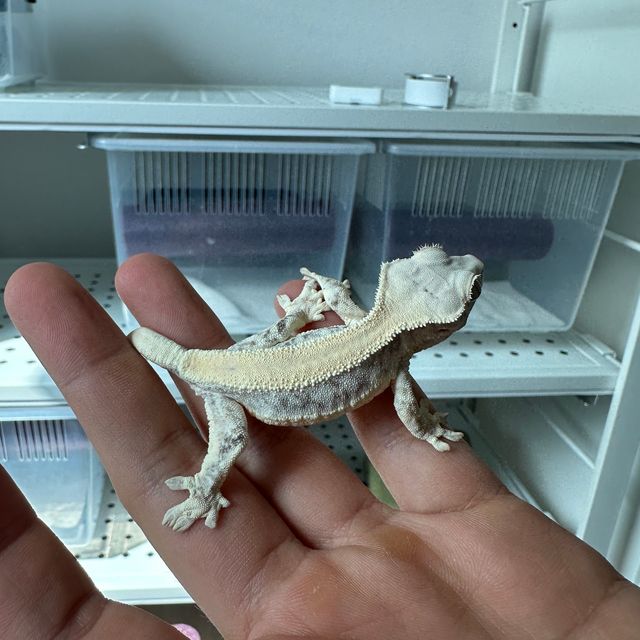 릴리화이트