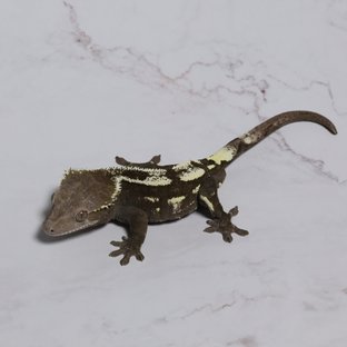 세이블 아잔틱 (부)