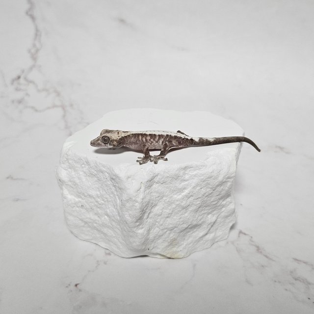 슈퍼세이블 릴리 100%헷아잔틱