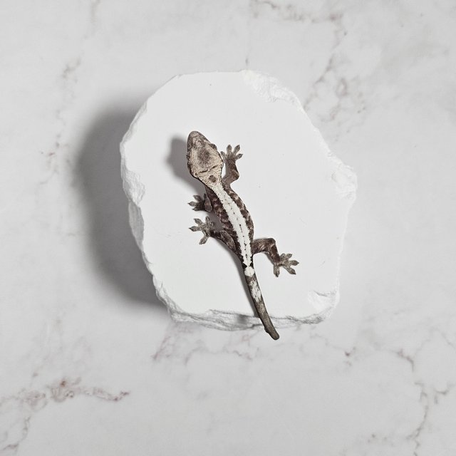 슈퍼세이블 릴리 100%헷아잔틱