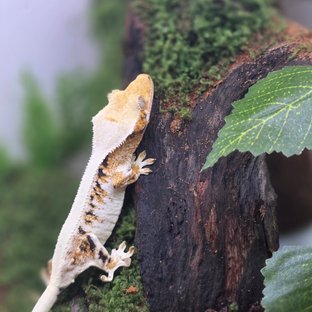 릴리화이트 풀핀 텐저린